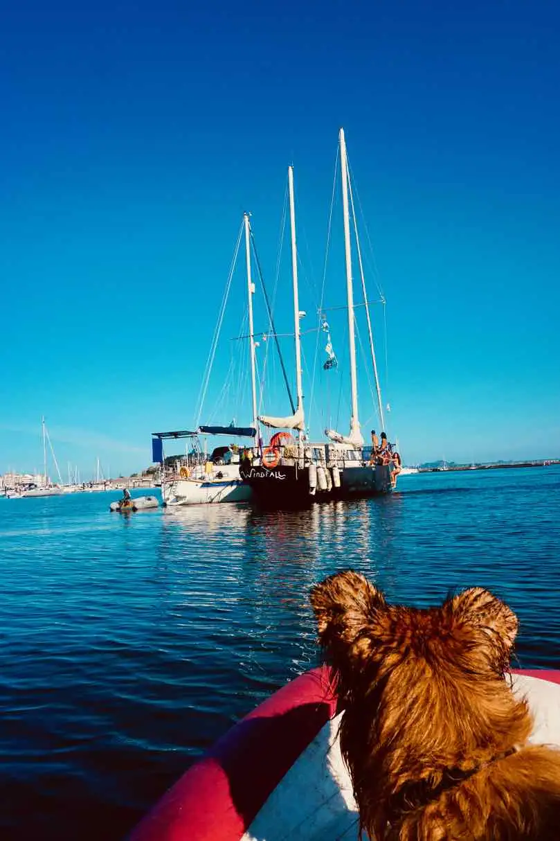 a dog is sitting on a boat in the water.