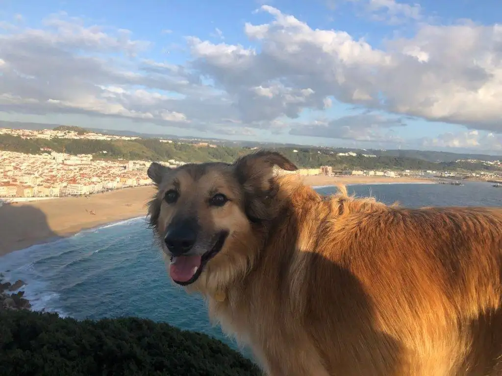 a dog standing on a cliff overlooking the ocean.