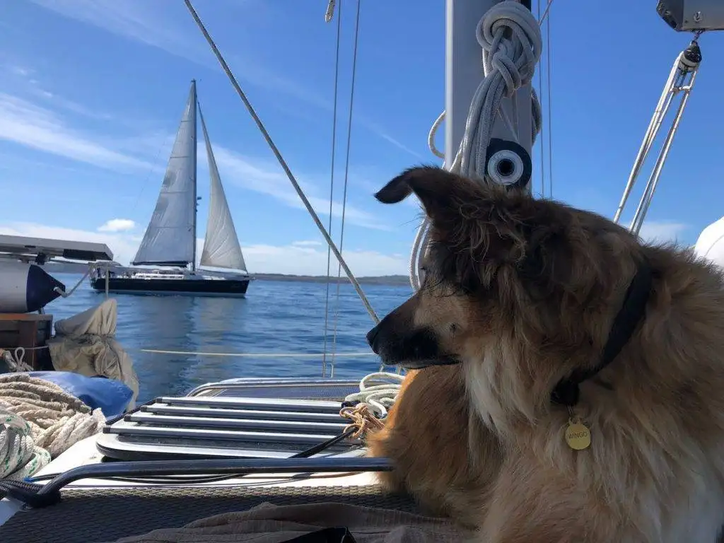 a brown dog sitting on the deck of a sailboat.