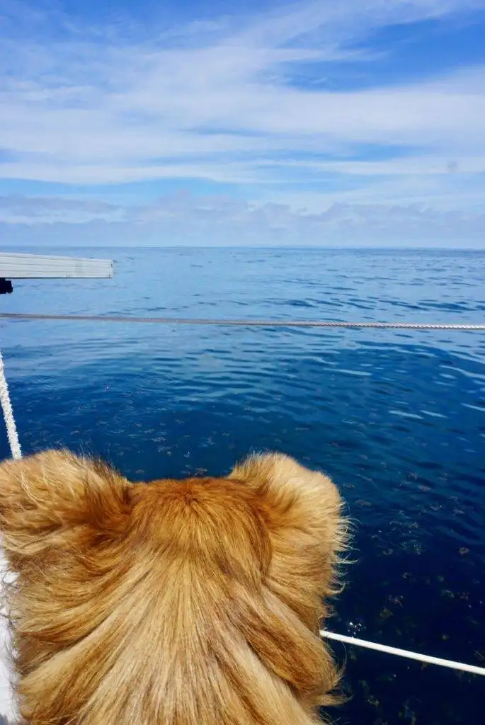 a dog is looking out the window of a boat.