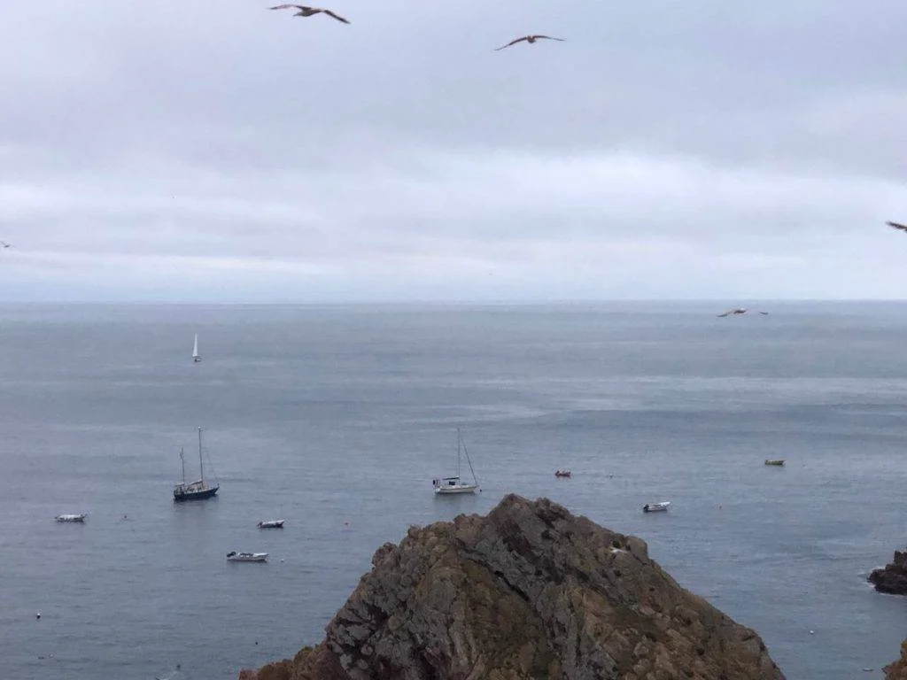 a group of seagulls flying over a body of water.