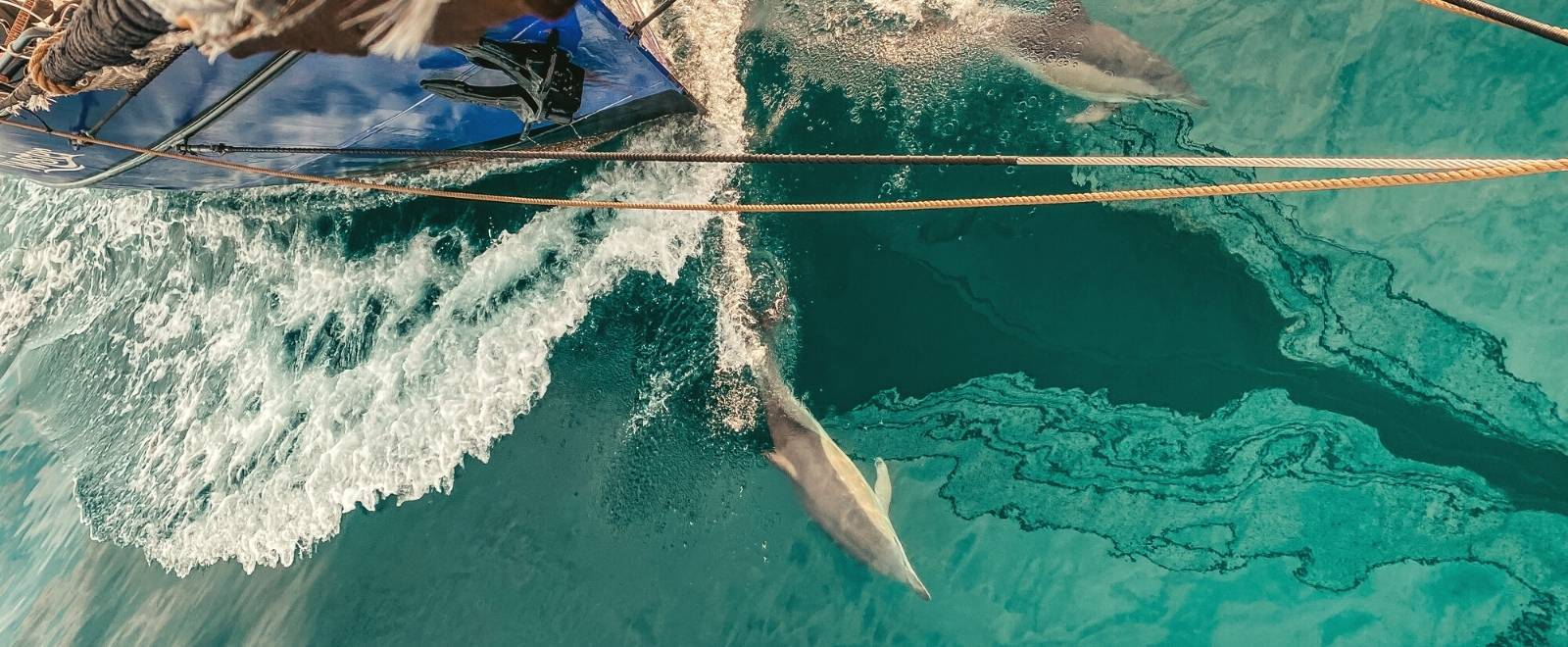 an aerial view of a boat with dolphins in the water.