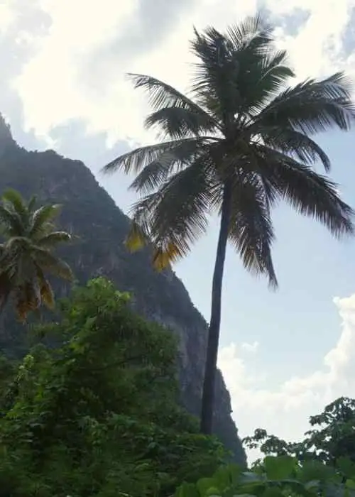A palm tree in front of a mountain, captured by an offshore sailing crew in St Lucia.