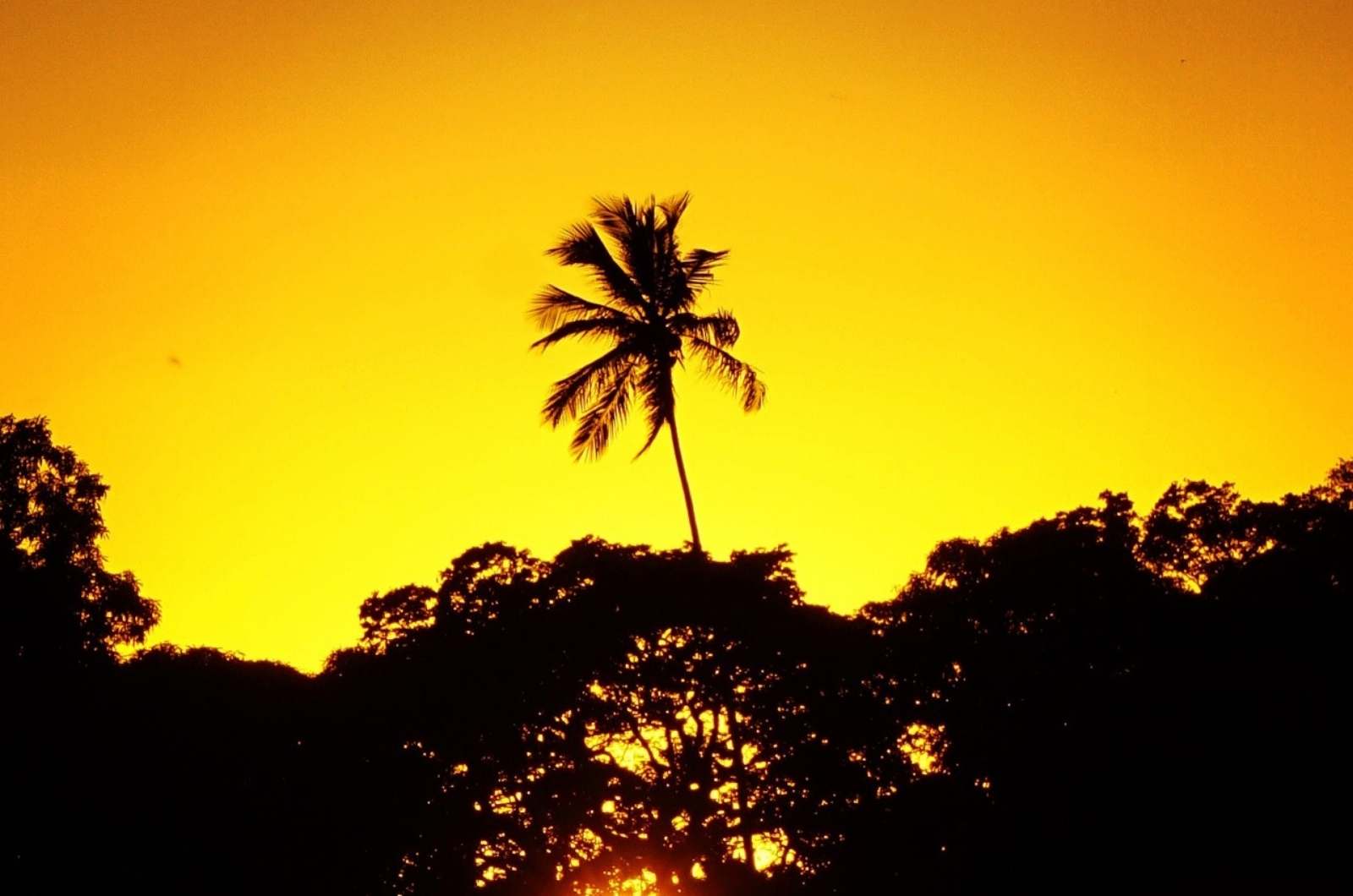 a palm tree is silhouetted against the sunset.
