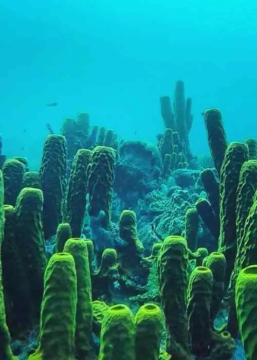 A crew of offshore sailors discover a group of green sponges on a coral reef.