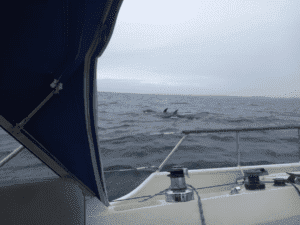 Dolphins interact with a sailing boat.