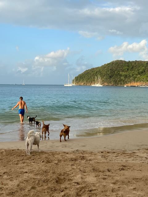 Volunteer Project in Caribbean Island Paradise for Animal Welfare | St. Vincent & the Grenadines