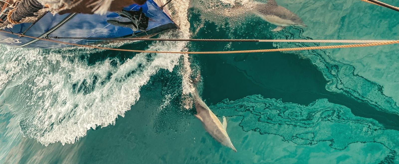 Aerial drone view of dolphins riding the bow wave during an Atlantic crossing