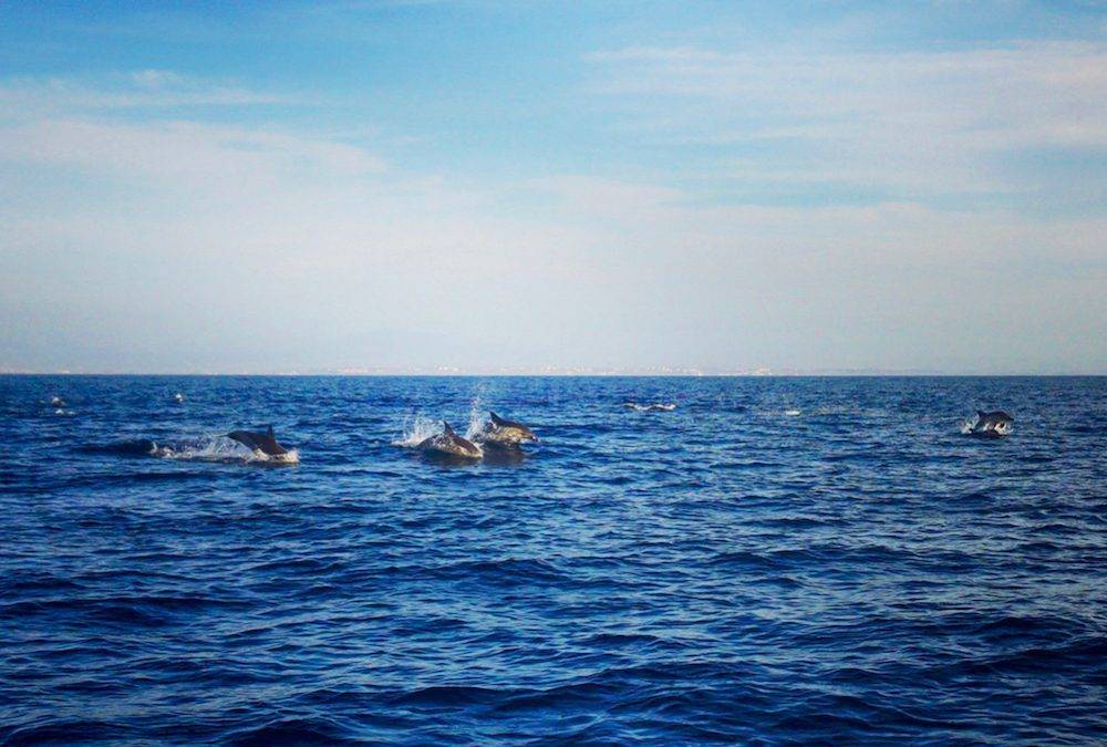 The Ripple Log: Where small ocean actions add up
