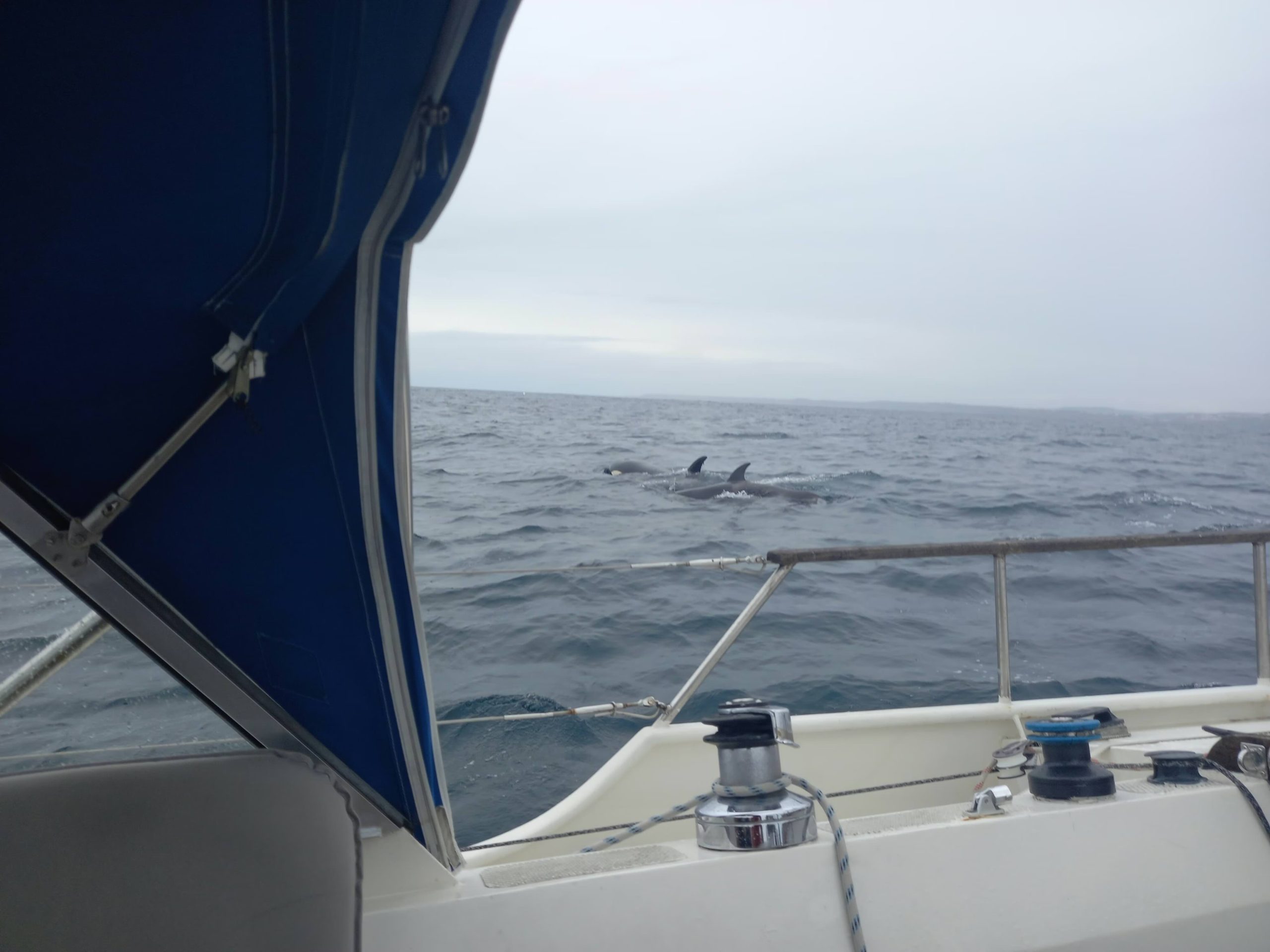 How not to act when orca’s “attack” your sailingboat and what to do instead as a sailors